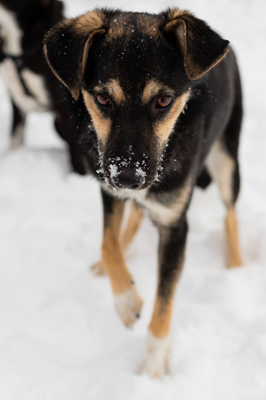 Milka