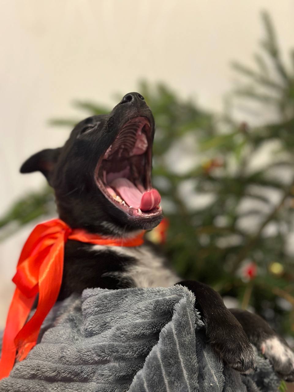 Yuki