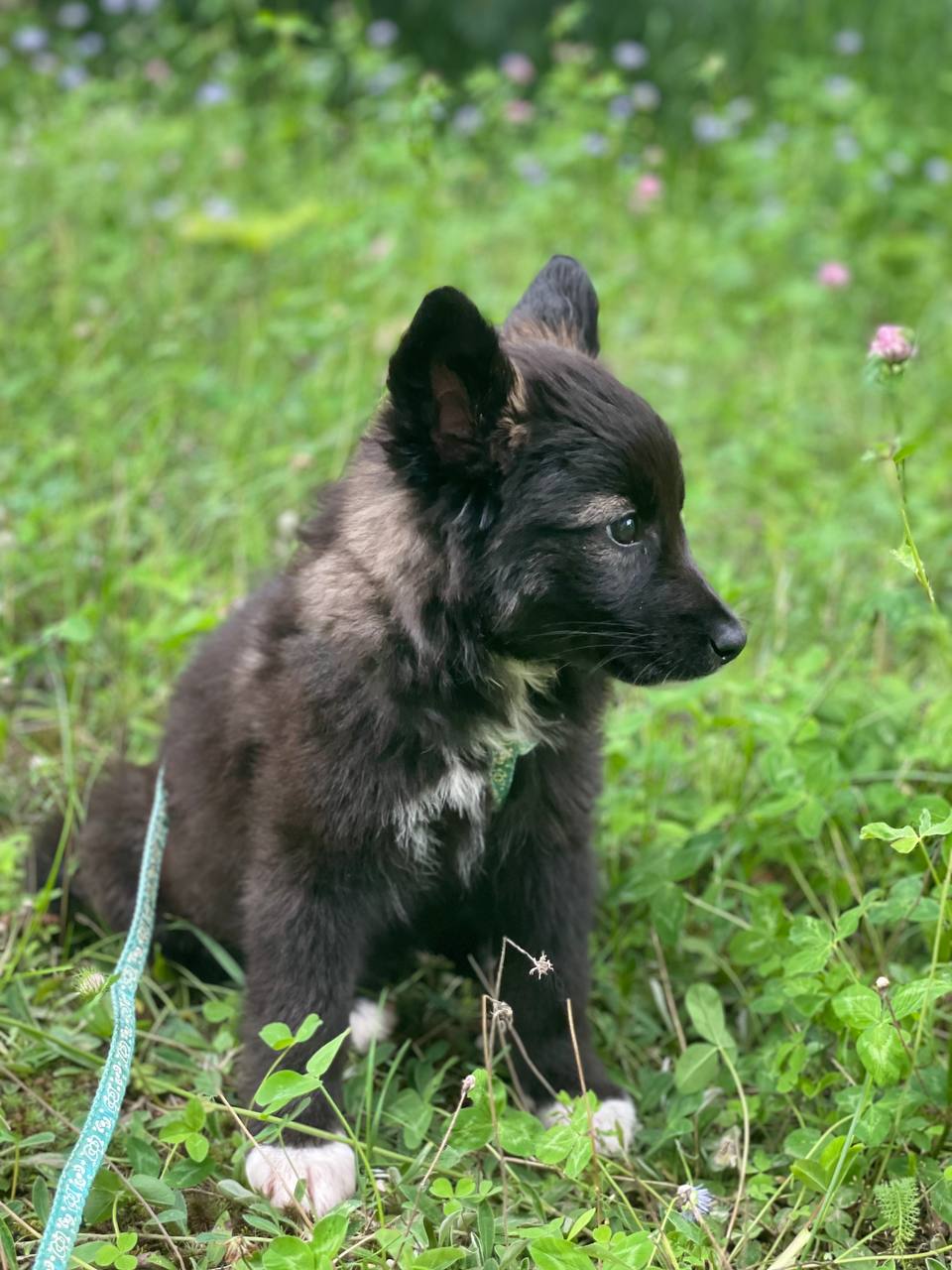 Mia (Knopochka)